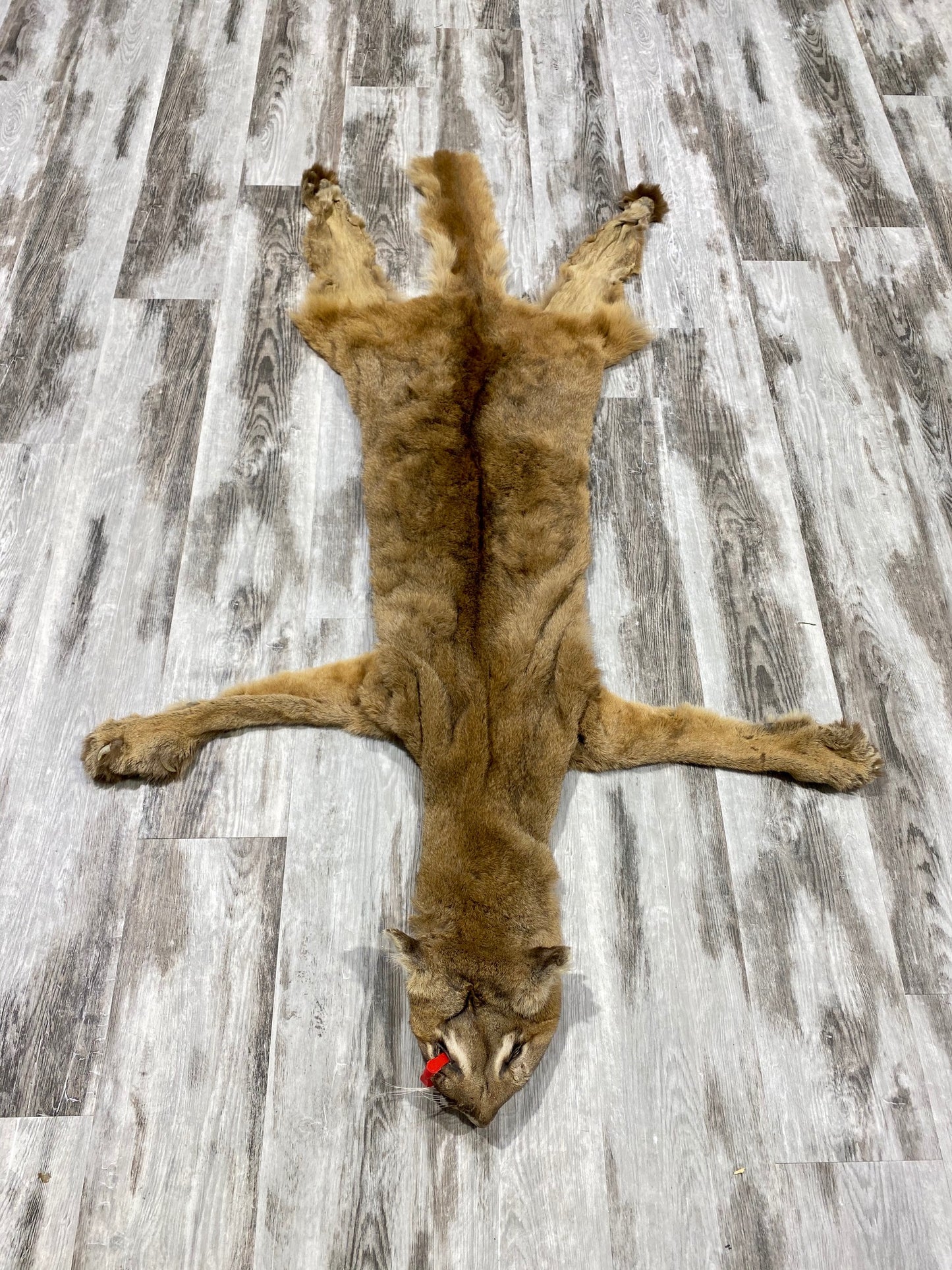 Peau - Cougar #0000482