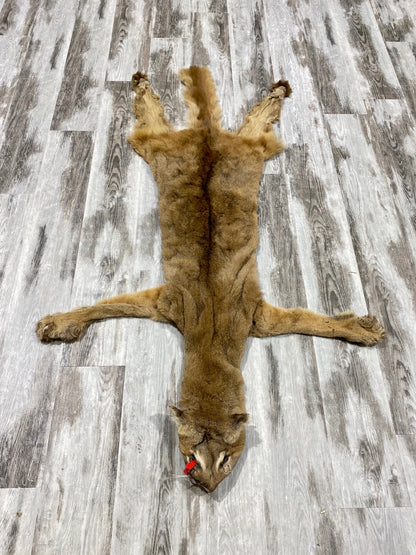 Peau - Cougar #0000482