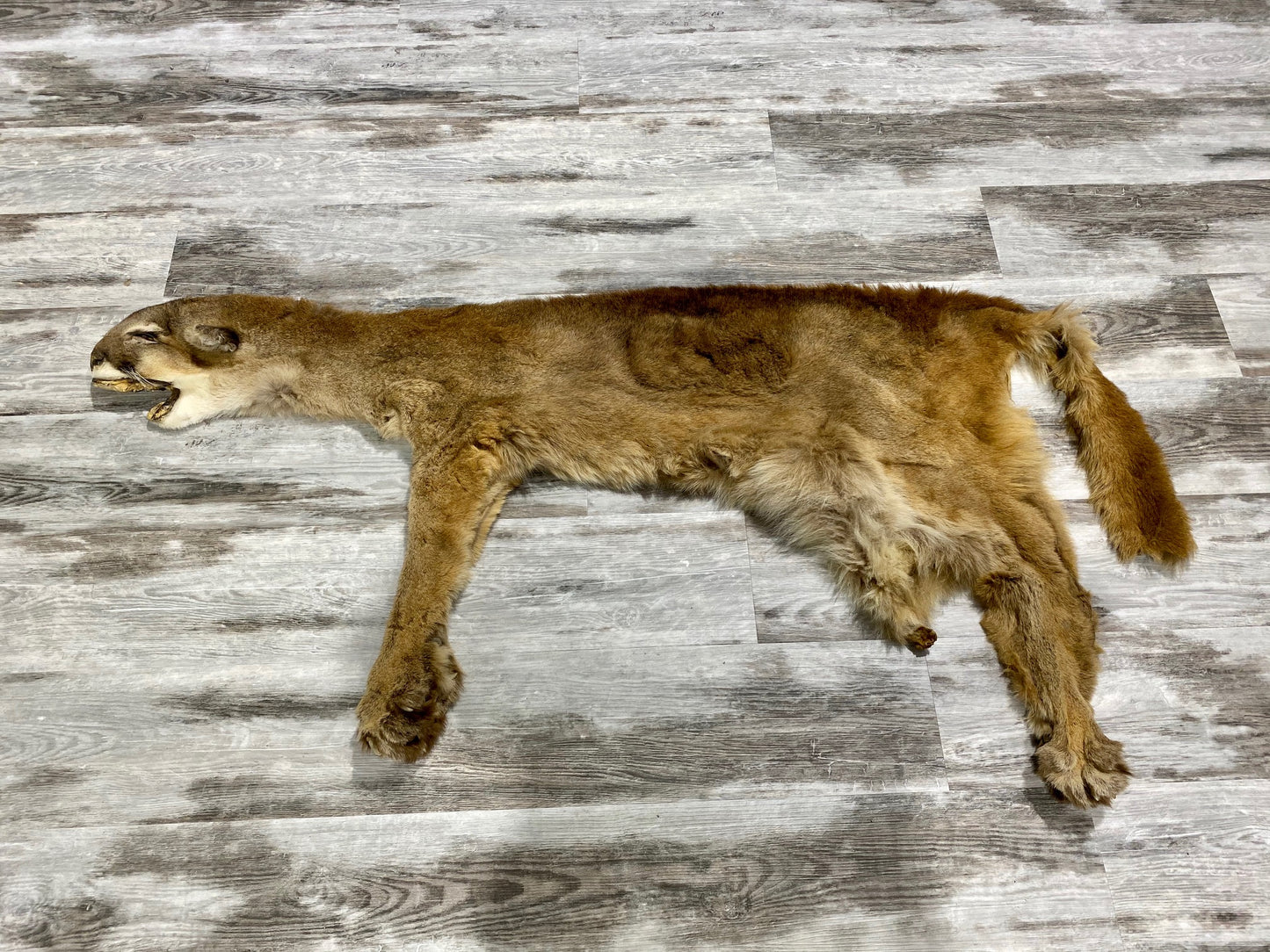 Peau - Cougar #0000482