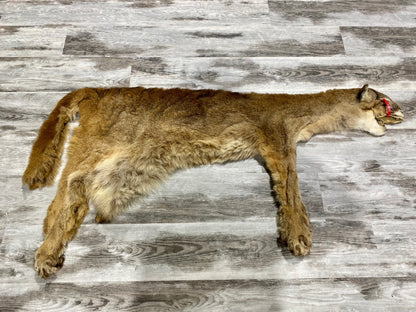 Peau - Cougar #0000482