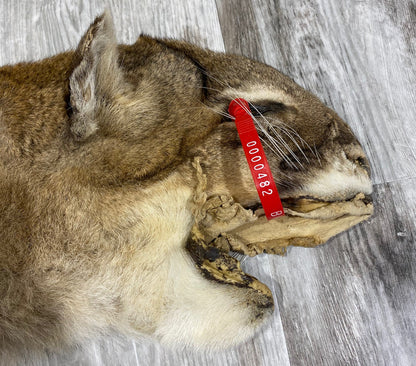 Peau - Cougar #0000482