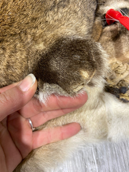 Peau - Cougar #0000482