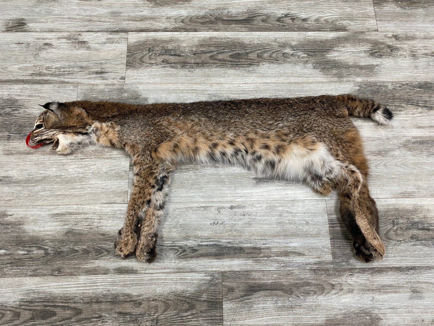 Dressed Skin - Bobcat #0000755