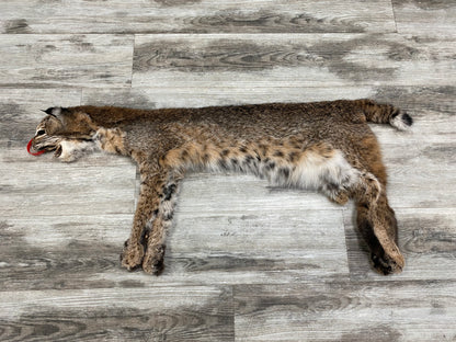 Dressed Skin - Bobcat #0000755