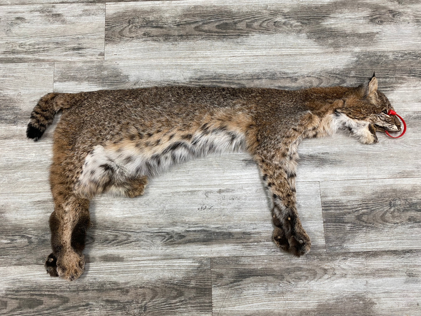 Dressed Skin - Bobcat #0000755