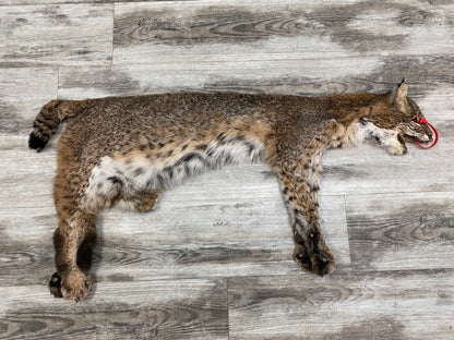 Dressed Skin - Bobcat #0000755