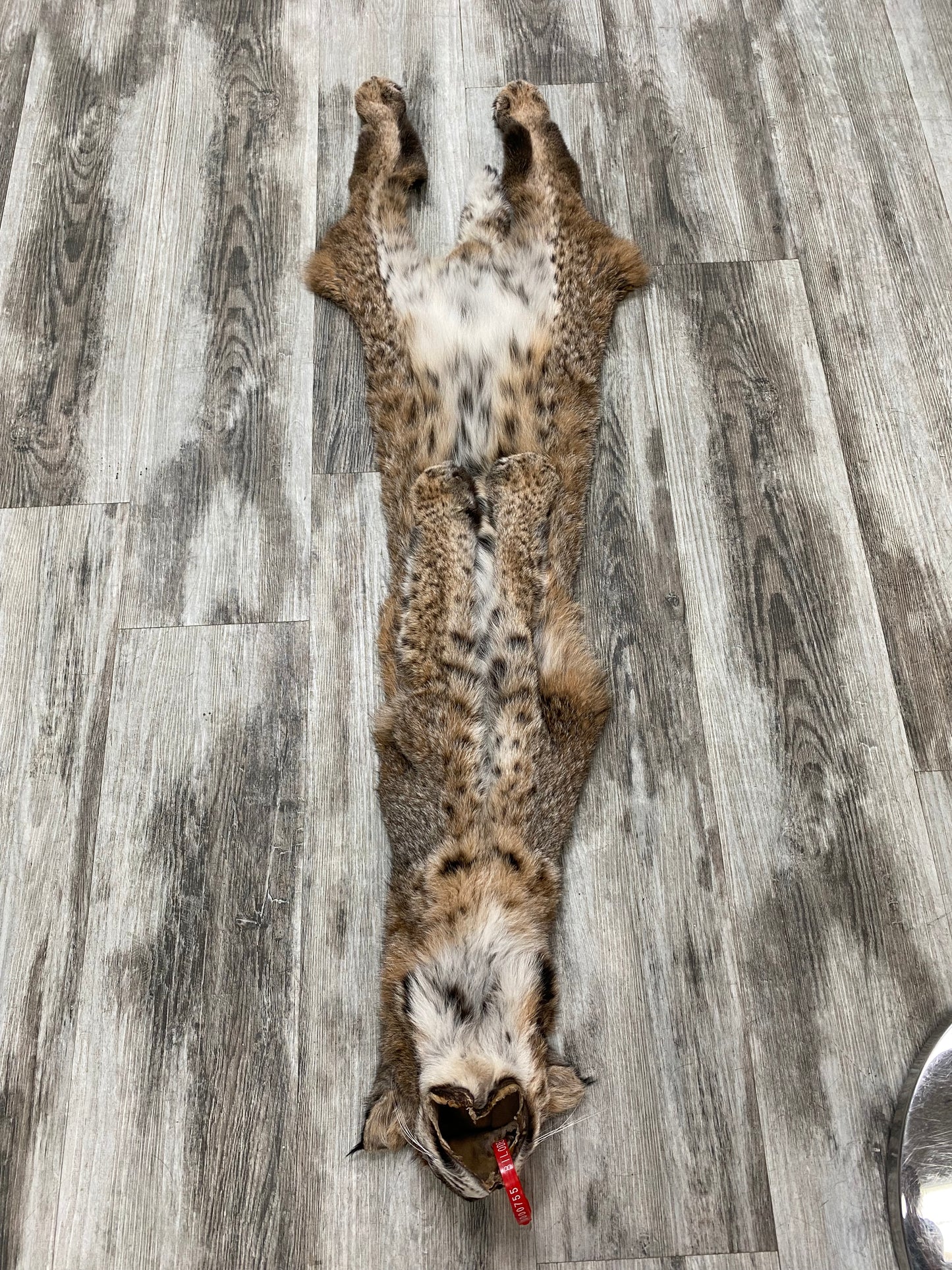 Dressed Skin - Bobcat #0000755