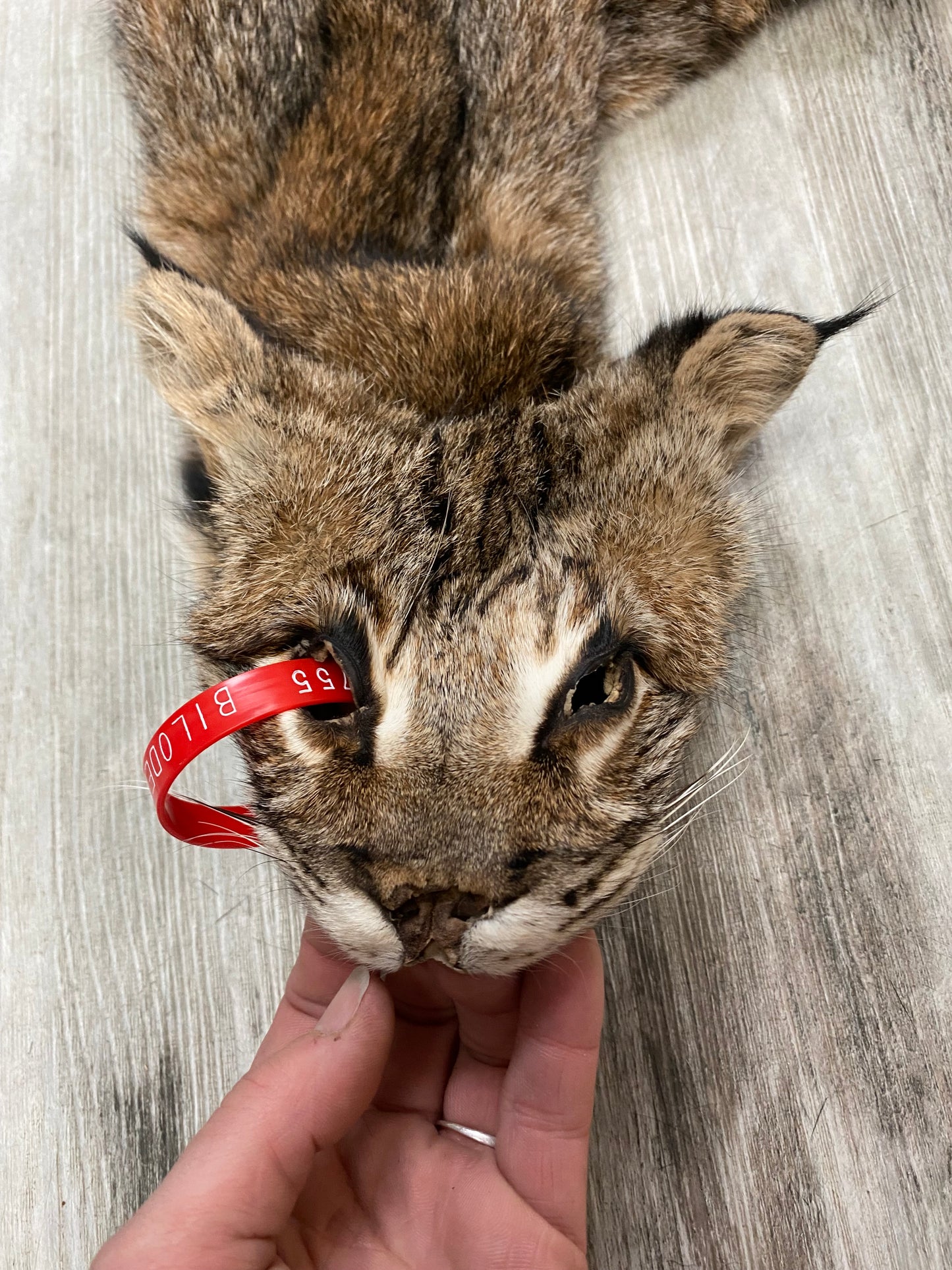Dressed Skin - Bobcat #0000755