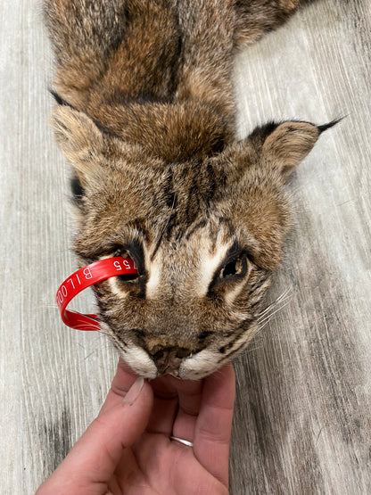 Dressed Skin - Bobcat #0000755
