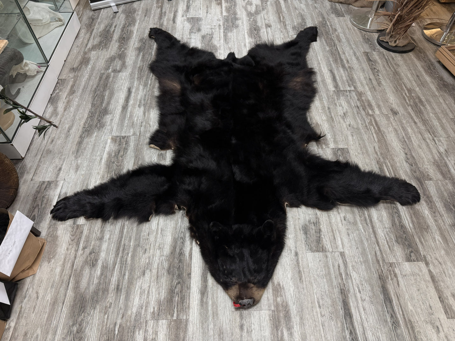 Peau - Ours noir #0001163
