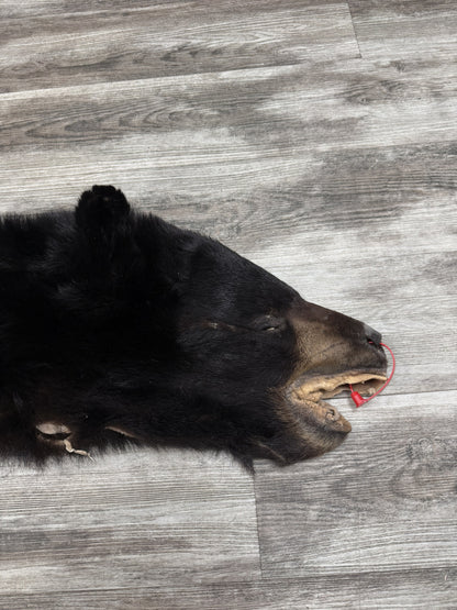 Peau - Ours noir #0001163