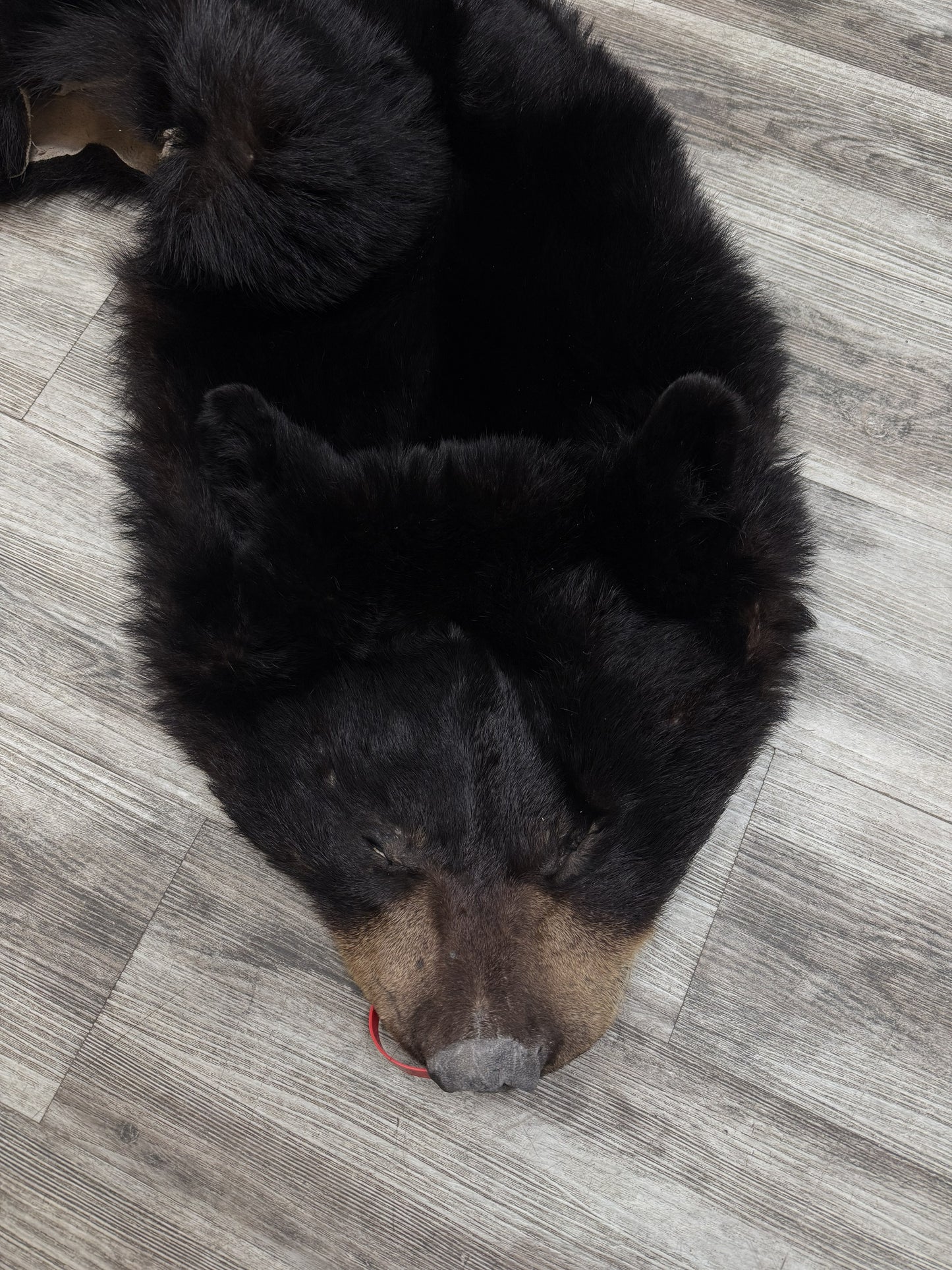 Peau - Ours noir #0001163