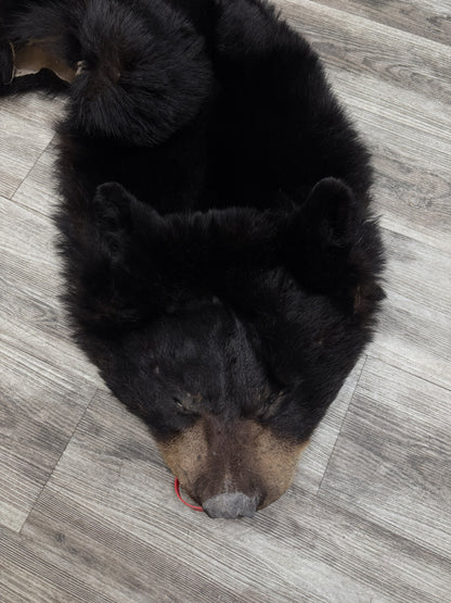 Peau - Ours noir #0001163