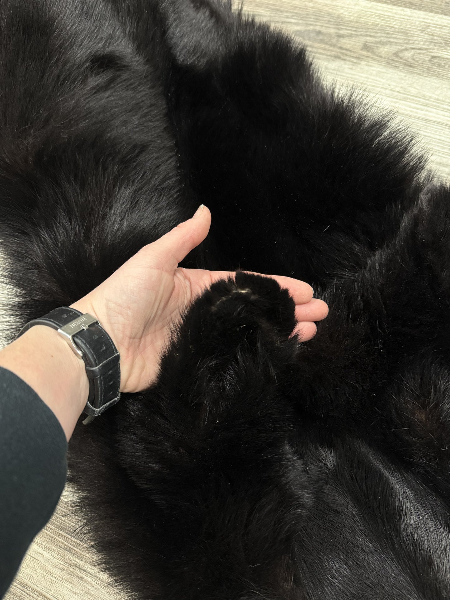 Peau - Ours noir #0001163
