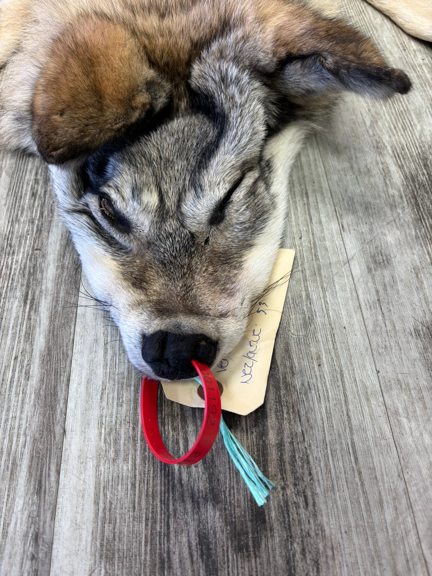 Peau - Loup des bois #0001192