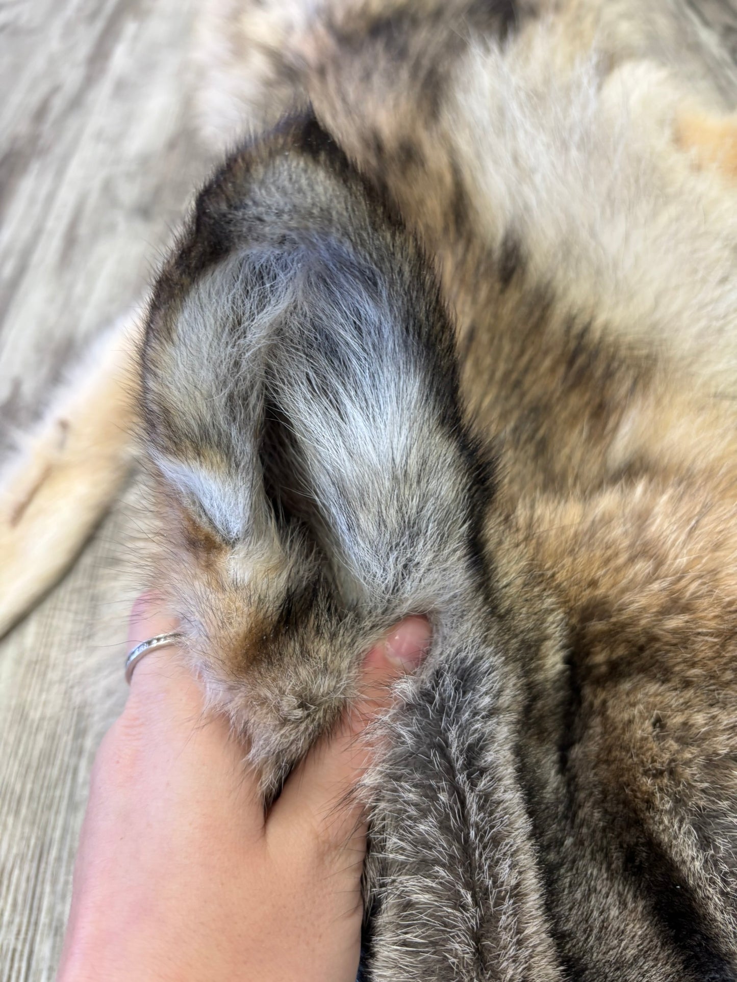 Peau - Loup des bois #0001192