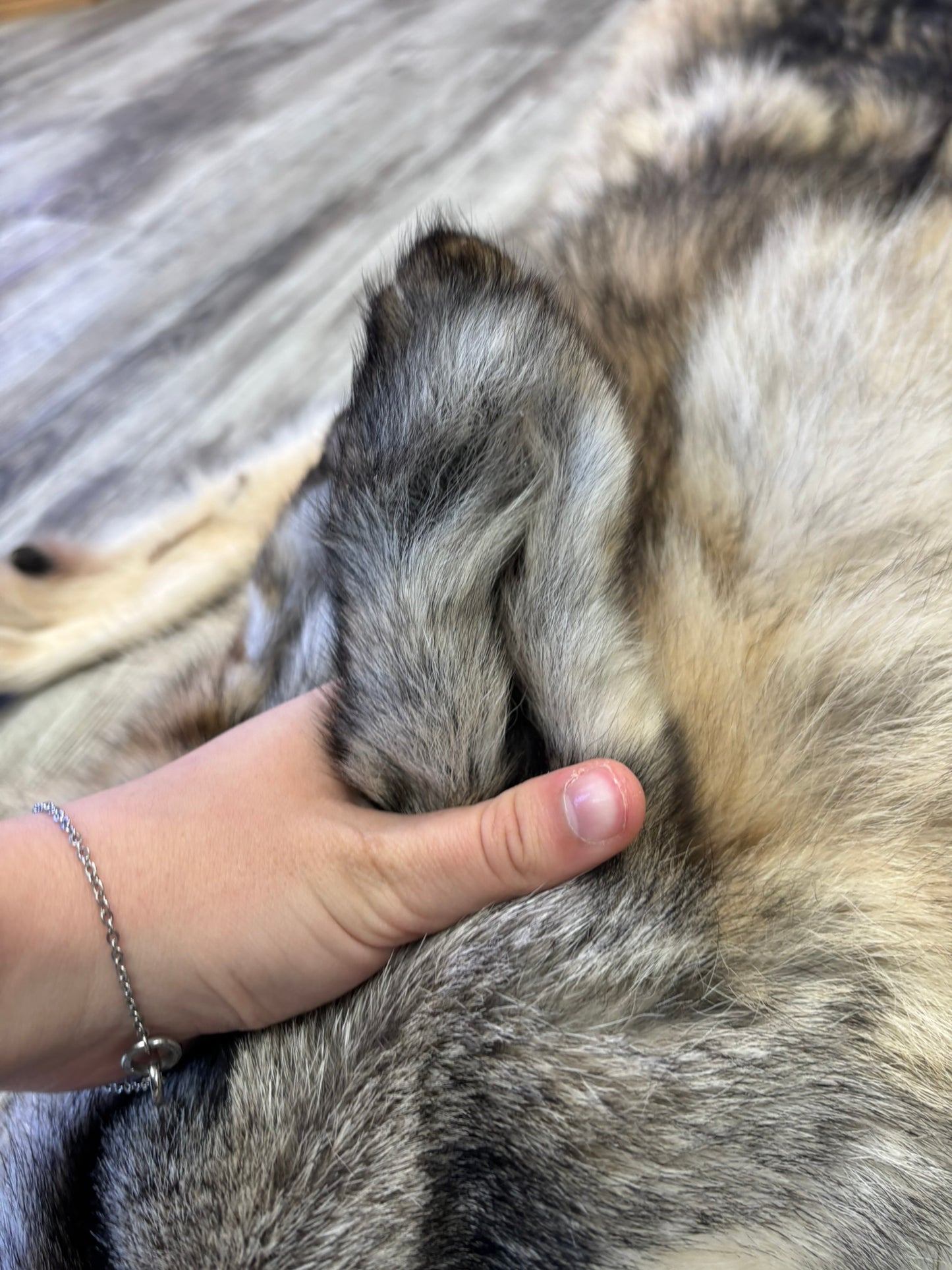 Peau - Loup des bois #0001192