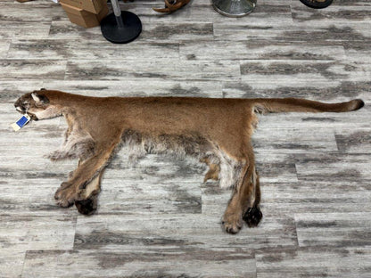 Peau - Cougar #0001296