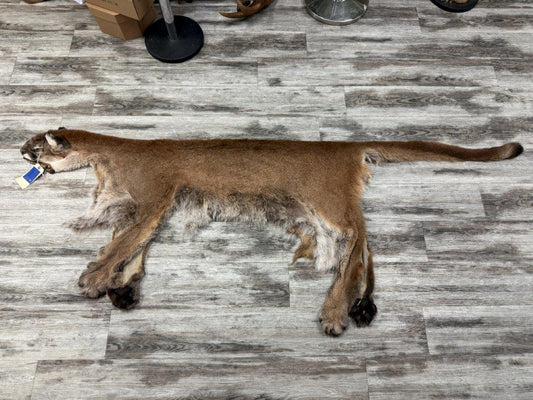 Peau - Cougar #0001296