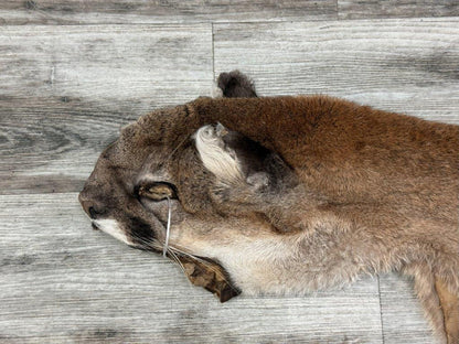 Peau - Cougar #0001296