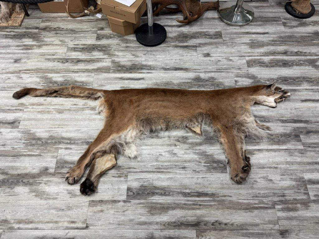 Peau - Cougar #0001296