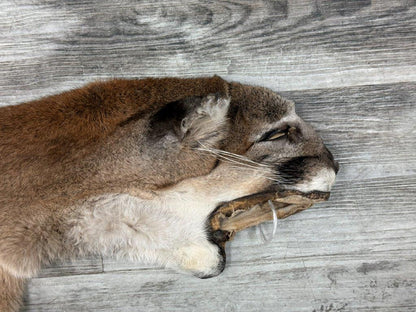 Peau - Cougar #0001296