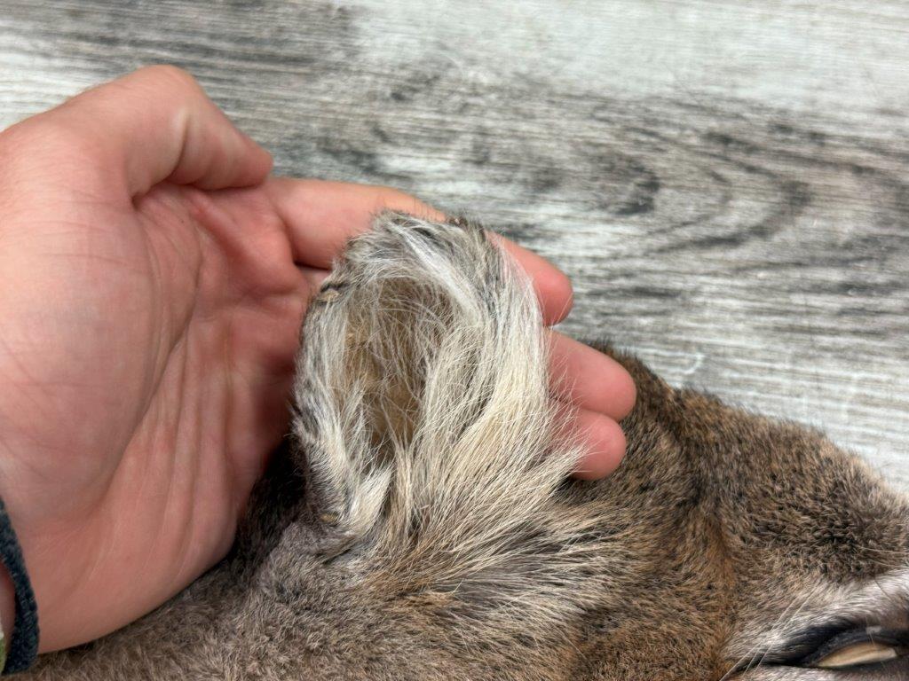 Peau - Cougar #0001296