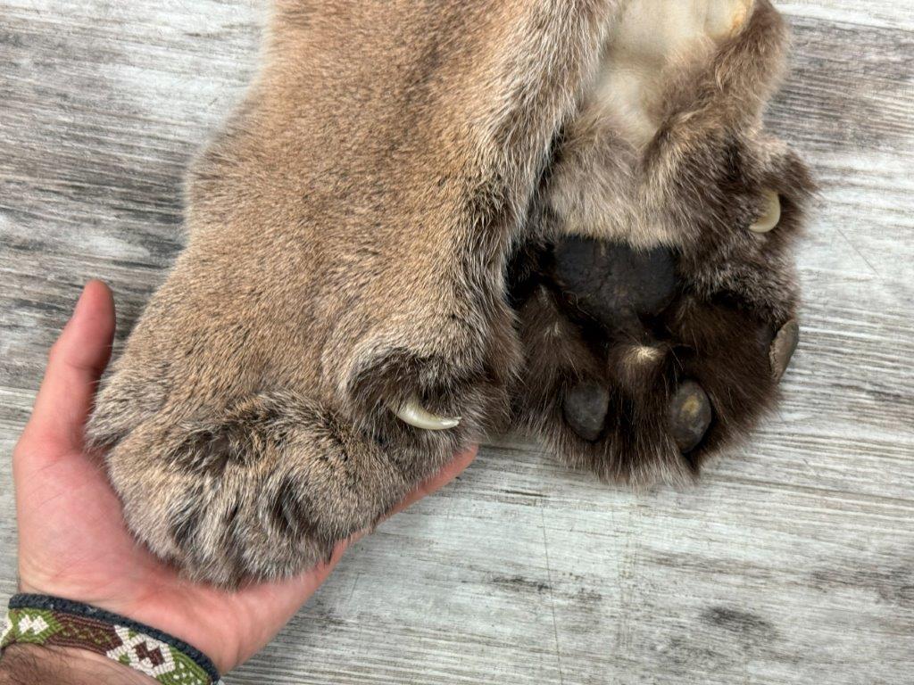 Peau - Cougar #0001296