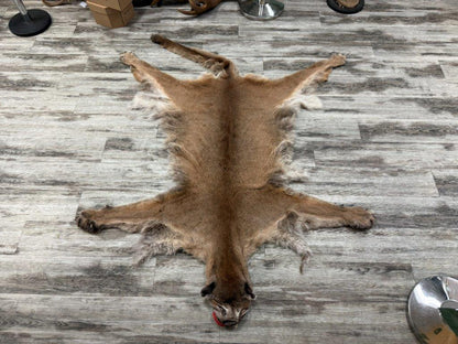 Peau - Cougar #0001296