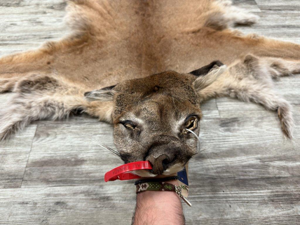 Peau - Cougar #0001296