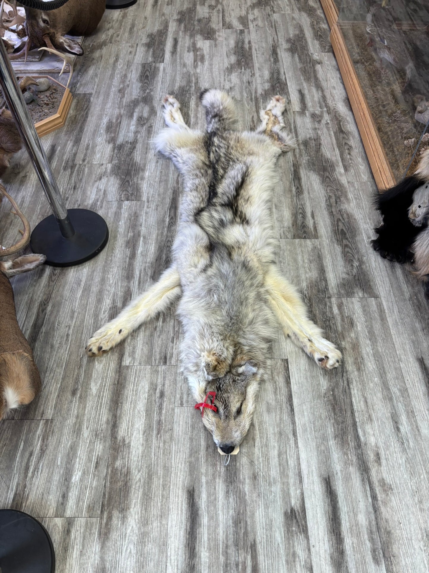 Peau - Loup Arctique #0001418