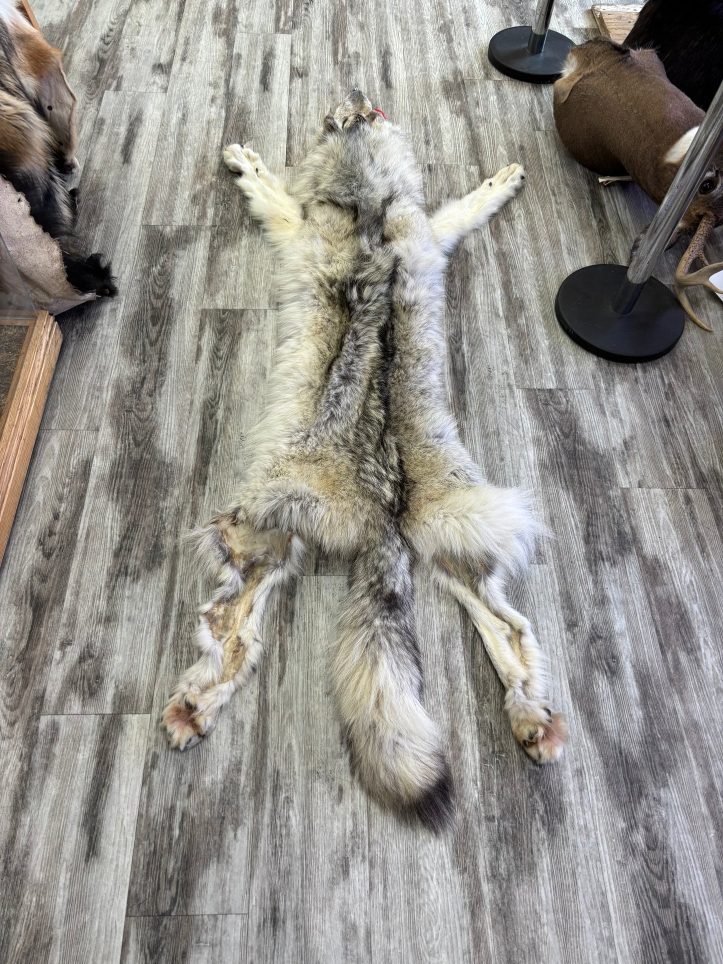 Peau - Loup Arctique #0001418