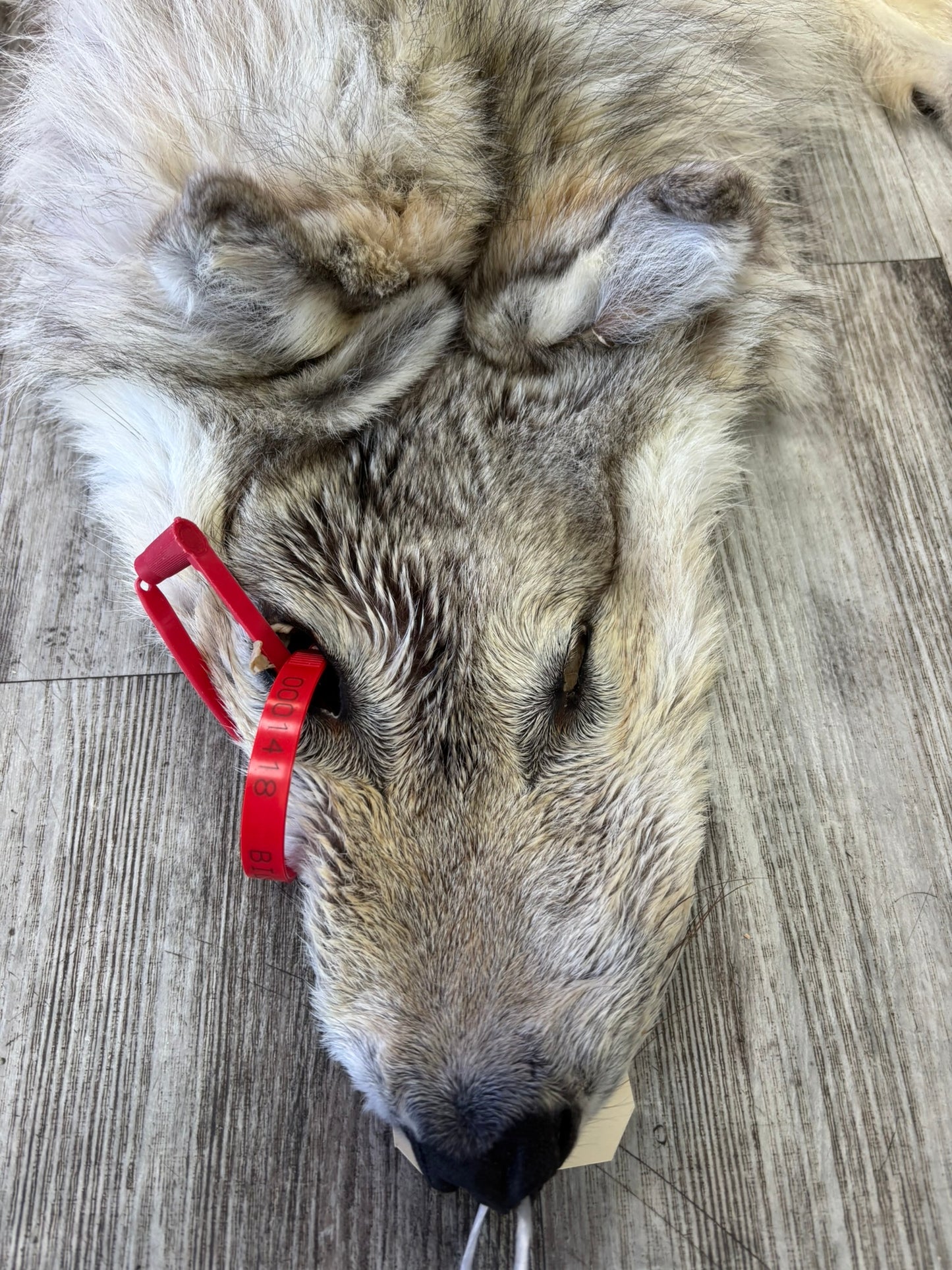 Peau - Loup Arctique #0001418