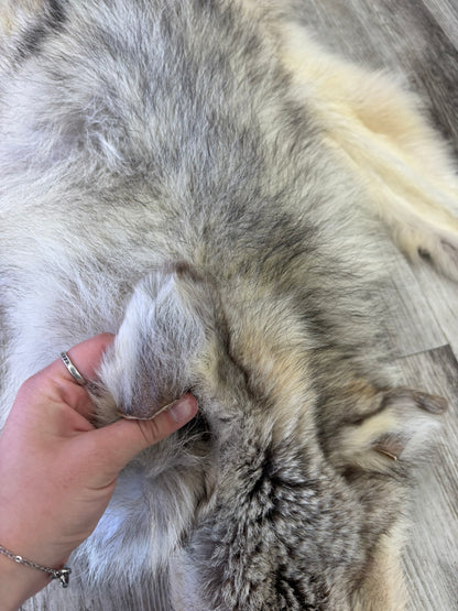 Peau - Loup Arctique #0001418