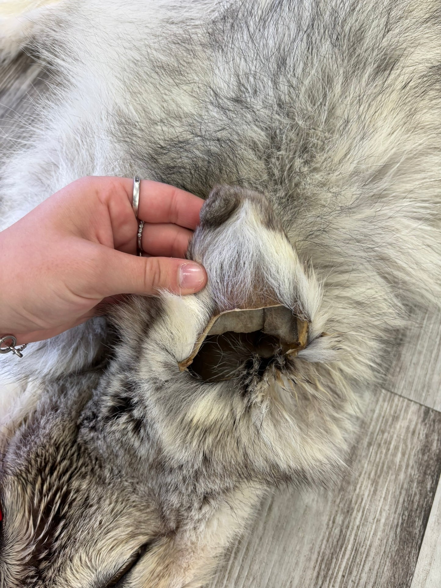 Peau - Loup Arctique #0001418