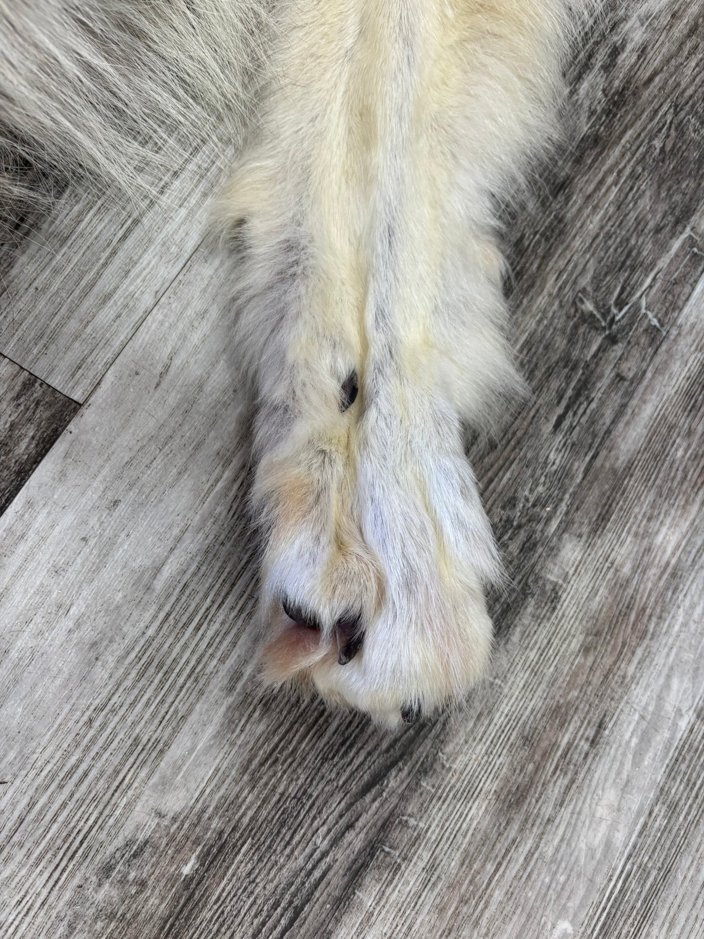 Peau - Loup Arctique #0001418