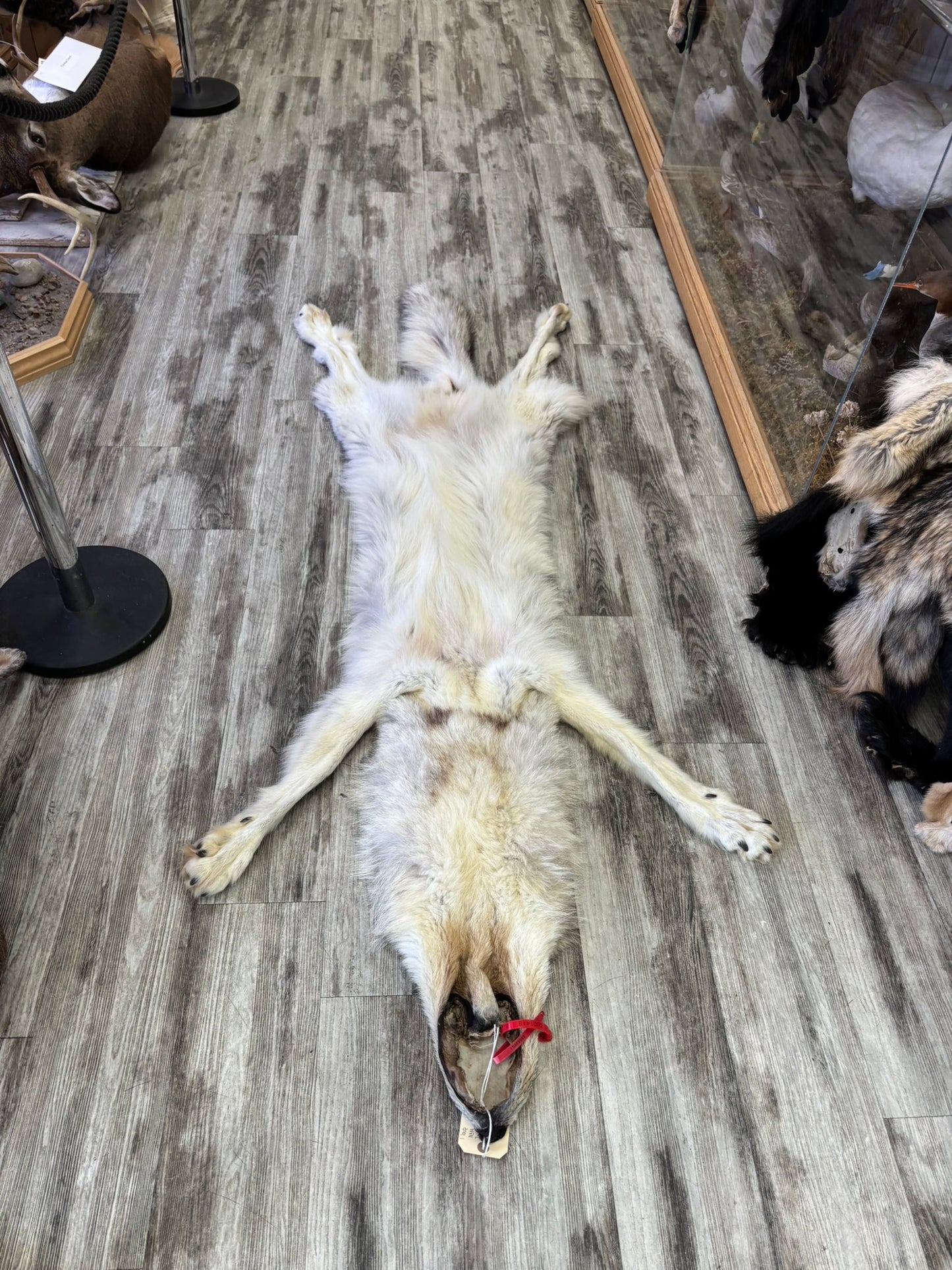 Peau - Loup Arctique #0001418