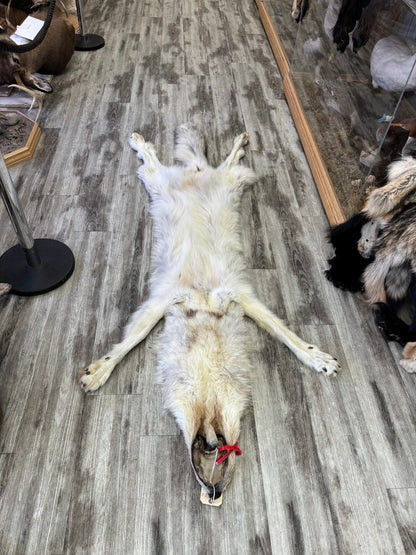 Peau - Loup Arctique #0001418