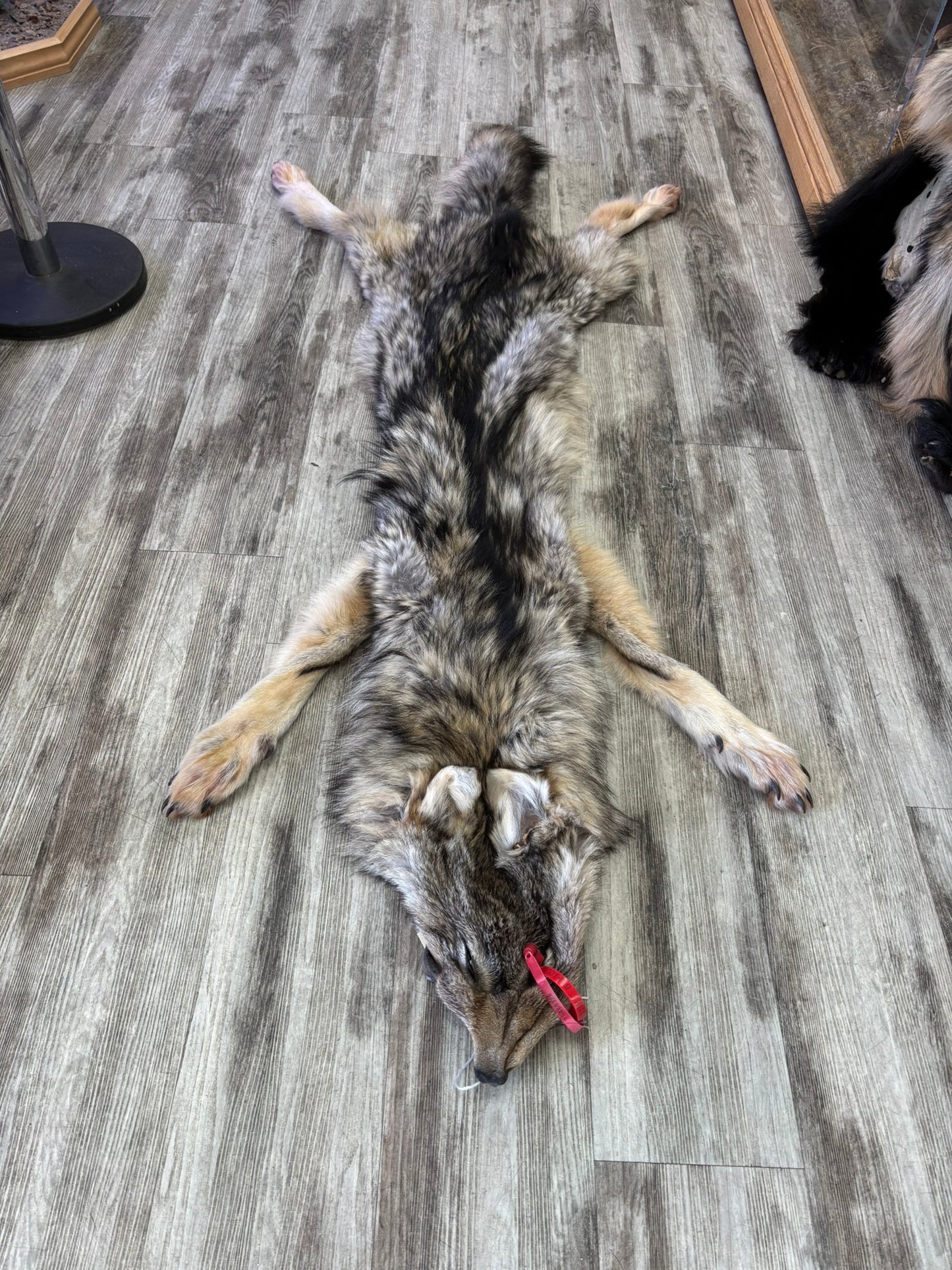 Peau - Loup Arctique #0001419