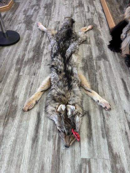 Peau - Loup Arctique #0001419