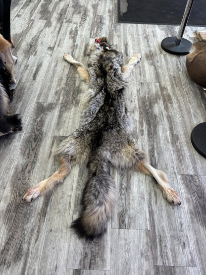 Peau - Loup Arctique #0001419