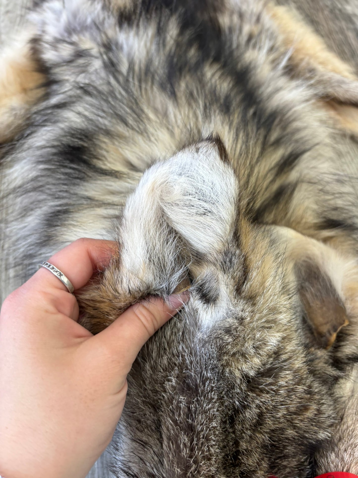 Peau - Loup Arctique #0001419