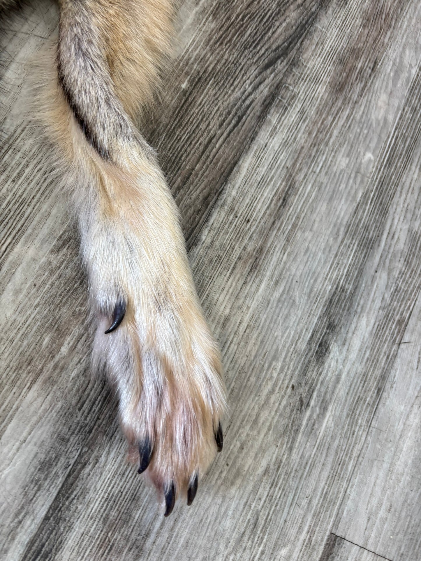 Peau - Loup Arctique #0001419