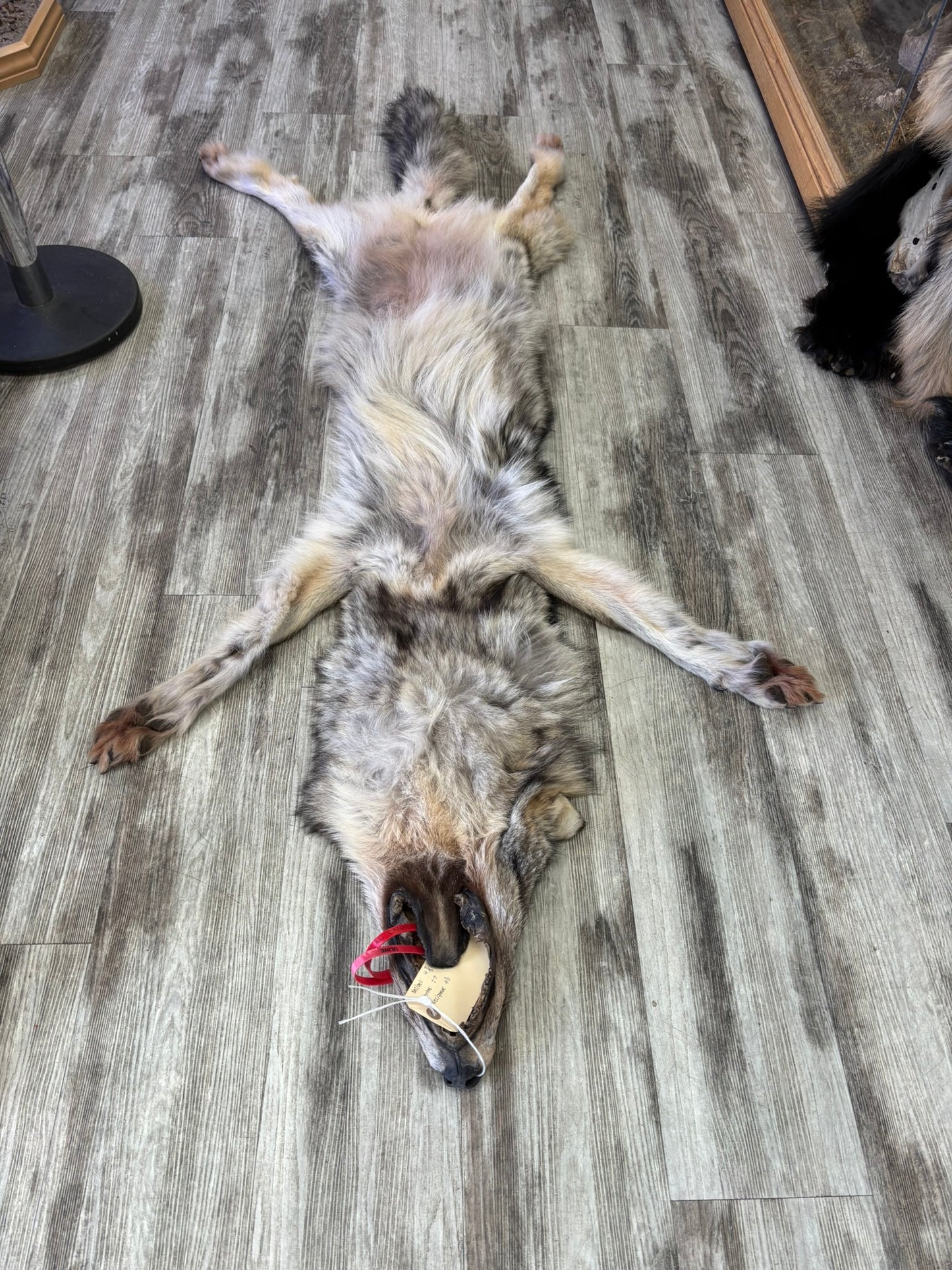 Peau - Loup Arctique #0001419