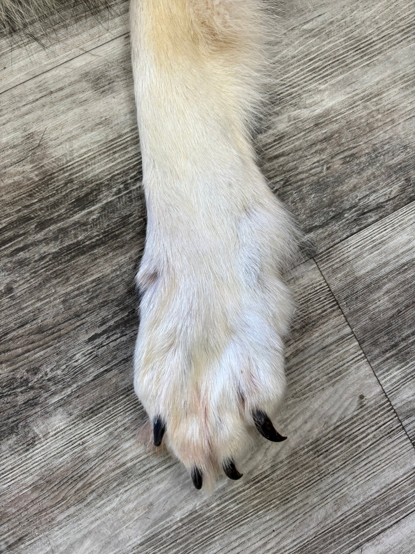 Peau - Loup Arctique #0001420