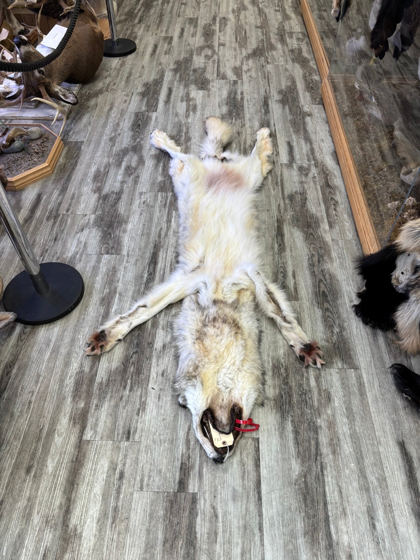 Peau - Loup Arctique #0001420