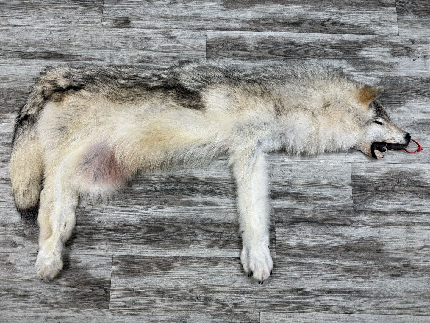 Peau - Loup Arctique #0001434