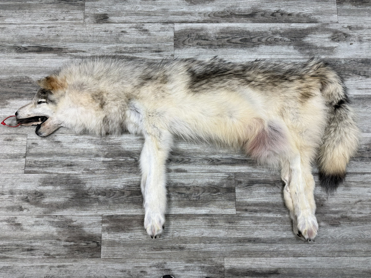 Peau - Loup Arctique #0001434