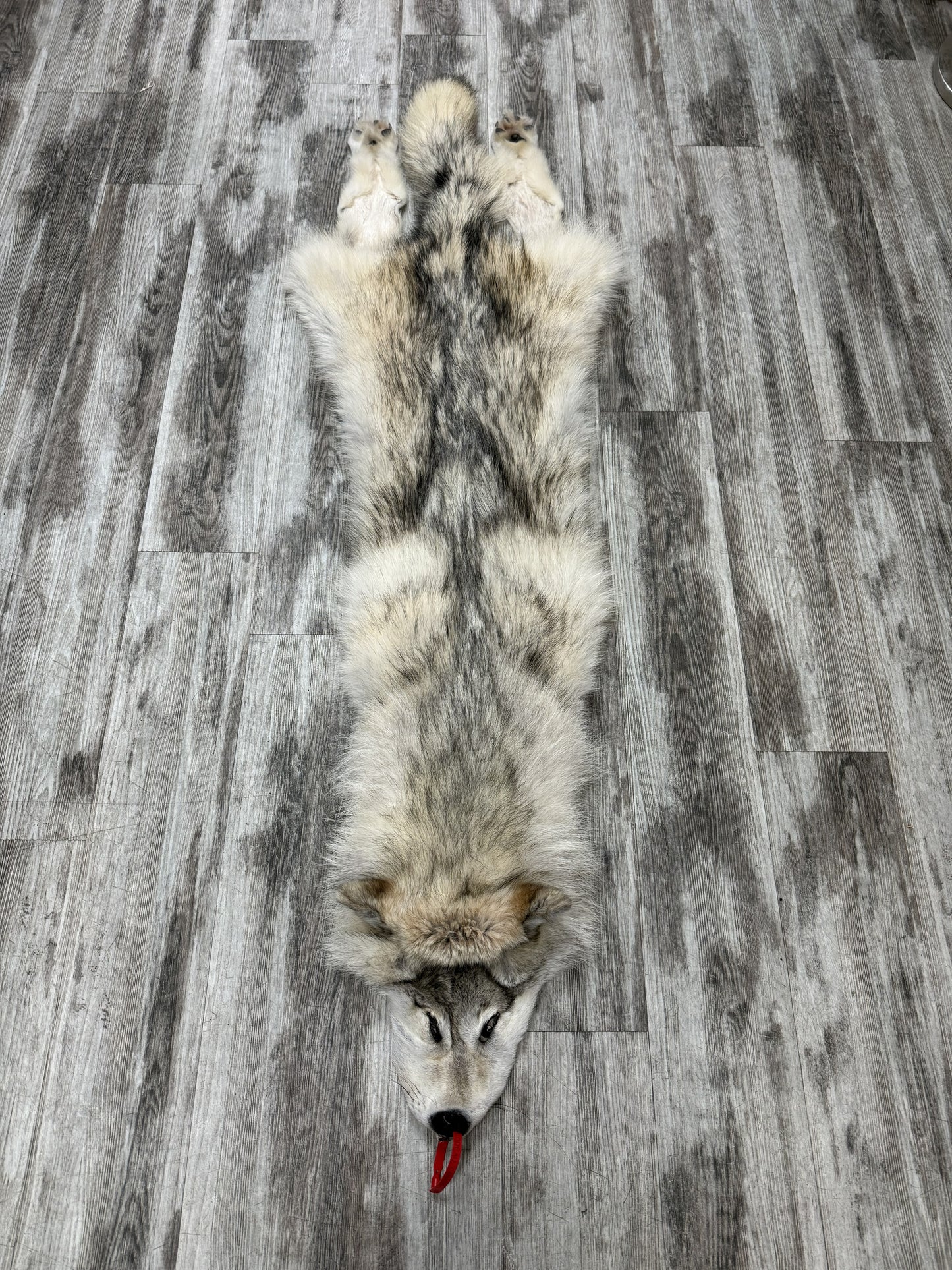 Peau - Loup Arctique #0001434