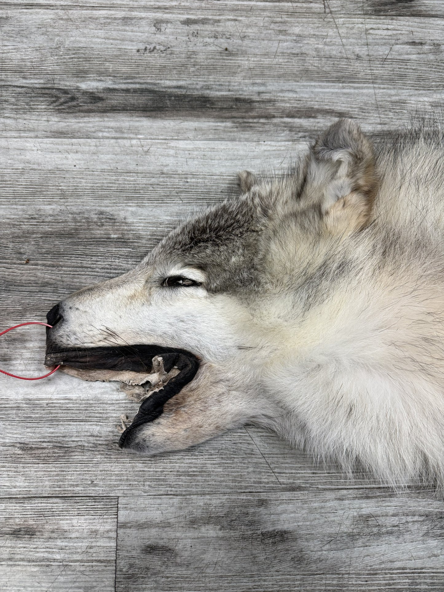 Peau - Loup Arctique #0001434